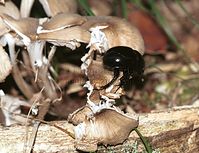 Pilze-199809-40.jpg