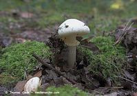 Pilze-20070923-113.jpg