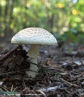 Pilze-20070923-117.jpg