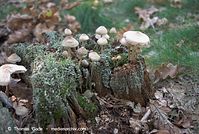 Pilze-20070925-100.jpg