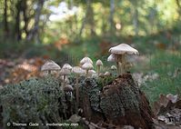 Pilze-20070925-101.jpg