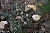 Pilze-20070925-102.jpg