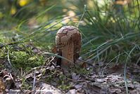 Pilze-20070925-104.jpg