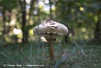 Pilze-20070925-105.jpg