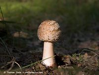 Pilze-20070925-106.jpg