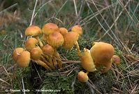 Pilze-20081007-08.jpg