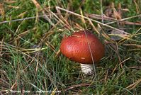 Dateiname=Pilze-20081007-12.jpg
Dateigröße=106KB
Abmessungen: 700x471
hinzugefügt am: 27. März 2014 Pilze-20081007-12.jpg