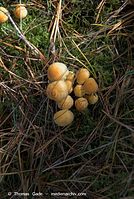 Dateiname=Pilze-20081007-13.jpg
Dateigröße=114KB
Abmessungen: 471x700
hinzugefügt am: 27. März 2014 Pilze-20081007-13.jpg