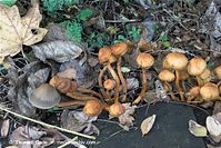 Pilze-20081101-29.jpg