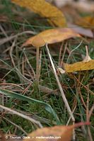 Pilze-20081108-37.jpg