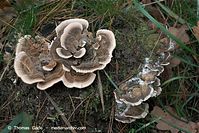 Pilze-20081108-38.jpg