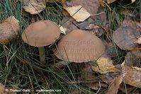 Pilze-20081108-39.jpg