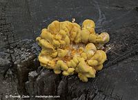 Pilze-20090808-149.jpg
