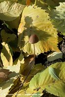 Pilze-20091101-100.jpg