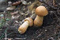 Pilze-20091101-121.jpg