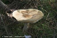 Pilze-20091107-12-01.jpg