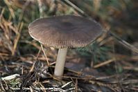 Pilze-20091107-14-01.jpg
