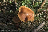 Pilze-20091107-15-01.jpg