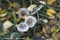 Pilze-20091107-17-01.jpg