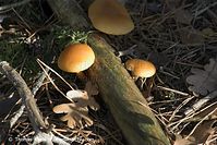 Pilze-20091107-18-01.jpg