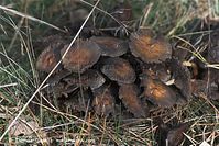 Pilze-20091107-19-01.jpg