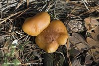 Pilze-20091107-21-01.jpg