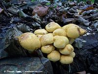 Pilze-20091108-01.jpg