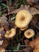 Pilze-20091121-001.jpg