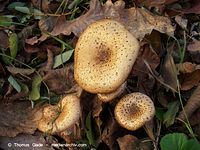 Pilze-20091121-002.jpg