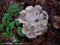 Pilze-20091206-31.jpg
