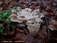 Pilze-20091206-32.jpg