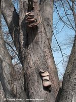 Pilze-20100325-027.jpg