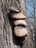 Pilze-20100325-028.jpg