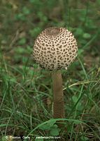Pilze-20100907-46.jpg