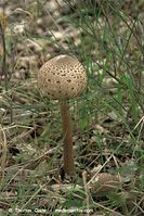 Pilze-20100907-47.jpg