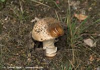 Pilze-20100907-51.jpg