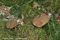 Pilze-20100907-53.jpg
