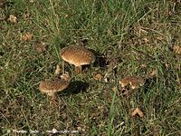 Pilze-20100907-54.jpg