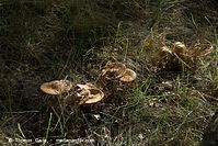 Pilze-20100907-56.jpg