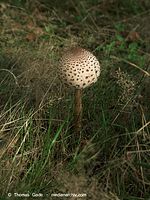 Pilze-20100908-100.jpg