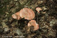 Pilze-20100908-102.jpg