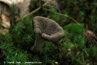 Pilze-20100908-105.jpg
