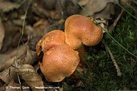 Pilze-20100908-106.jpg