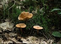 Pilze-20100908-109.jpg