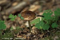 Pilze-20100908-113.jpg