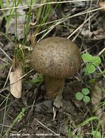 Pilze-20100918-12.jpg