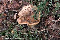 Pilze-20101001-11.jpg