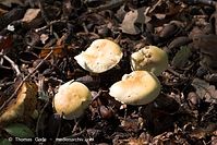 Pilze-20101001-18.jpg