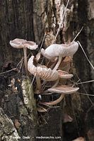 Pilze-20101001-23.jpg