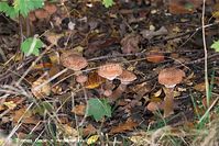 Pilze-20101001-24.jpg